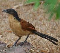 Blue-headed Coucal