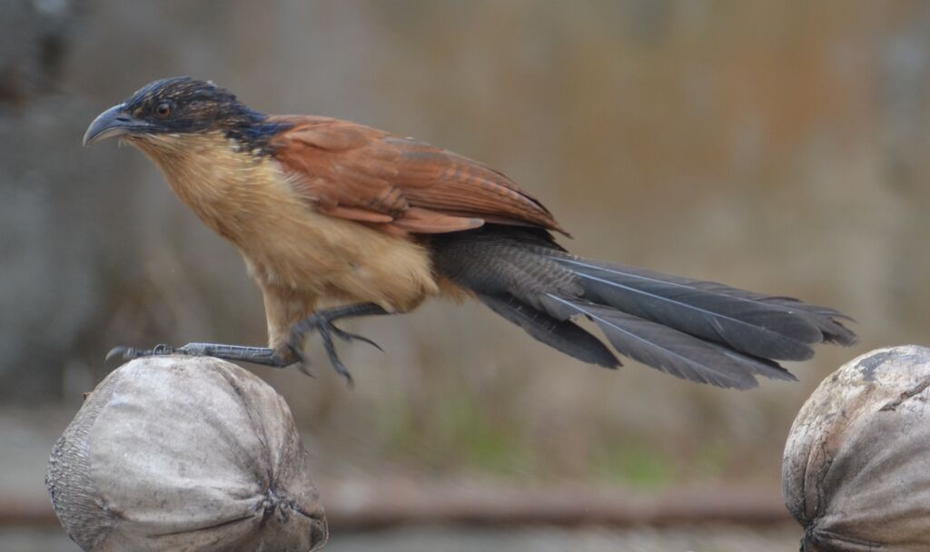 Coucal à nuque bleuejuvénile, identification