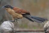 Coucal à nuque bleue