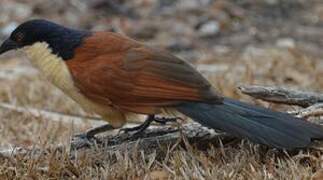 Blue-headed Coucal