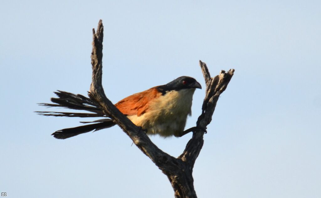 Coucal du Sénégaladulte, identification