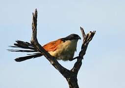 Senegal Coucal