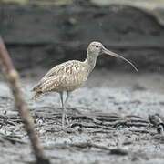 Eurasian Curlew