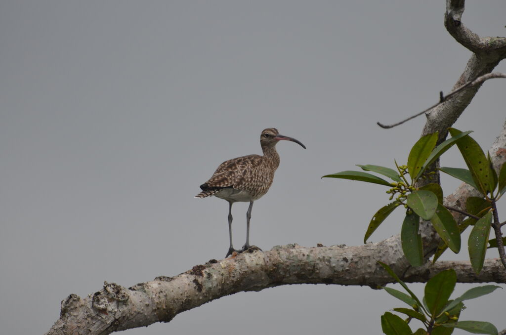 Whimbreladult, identification