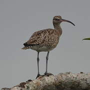 Eurasian Whimbrel