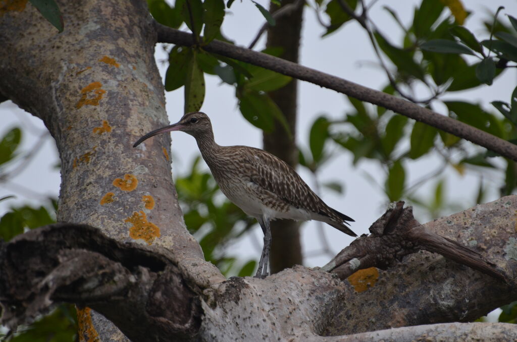 Whimbreladult, identification