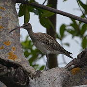 Whimbrel