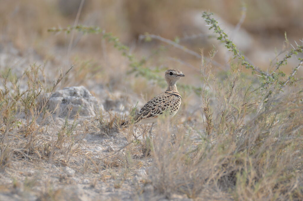 Double-banded Courser, identification