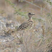 Double-banded Courser