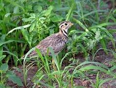 Three-banded Courser