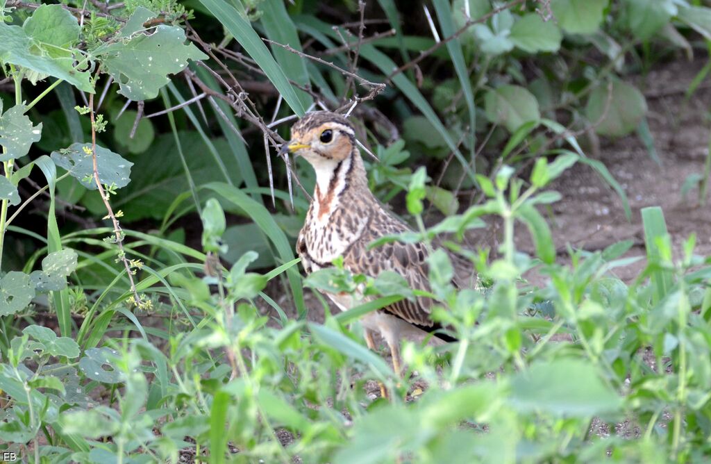 Three-banded Courseradult, identification