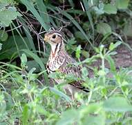 Three-banded Courser