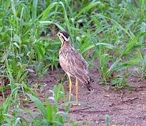 Three-banded Courser