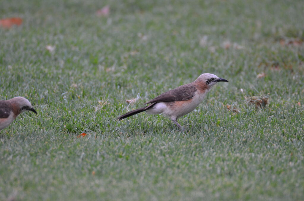 Bare-cheeked Babbleradult, identification