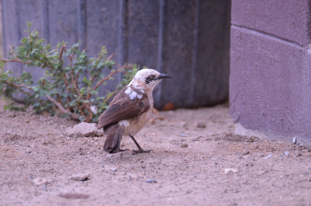 Bare-cheeked Babbleradult, identification