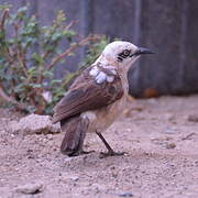 Bare-cheeked Babbler