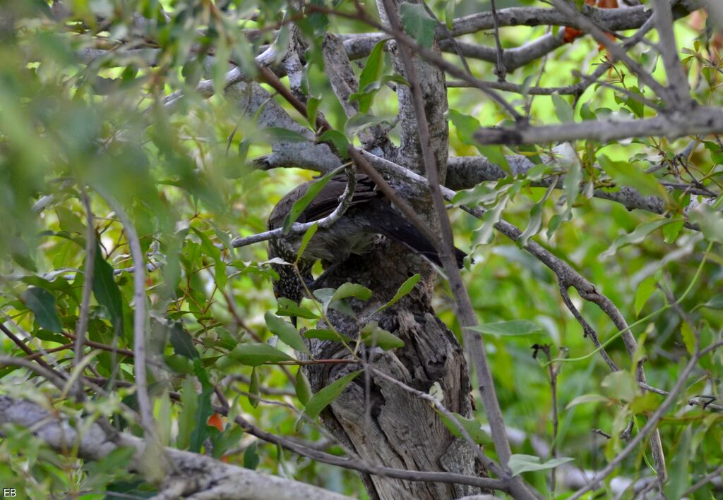 Arrow-marked Babbleradult, identification