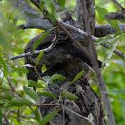 Arrow-marked Babbler