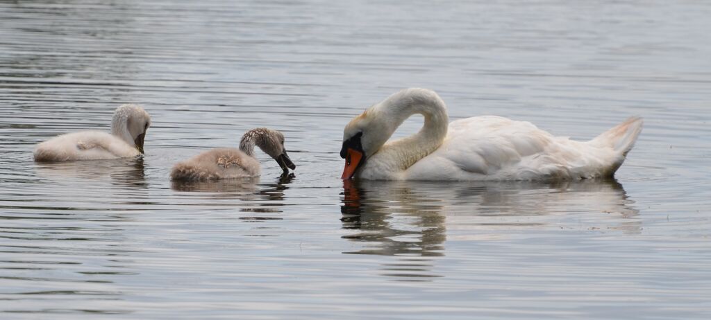 Mute SwanFirst year, identification