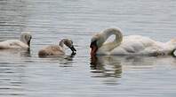 Cygne tuberculé