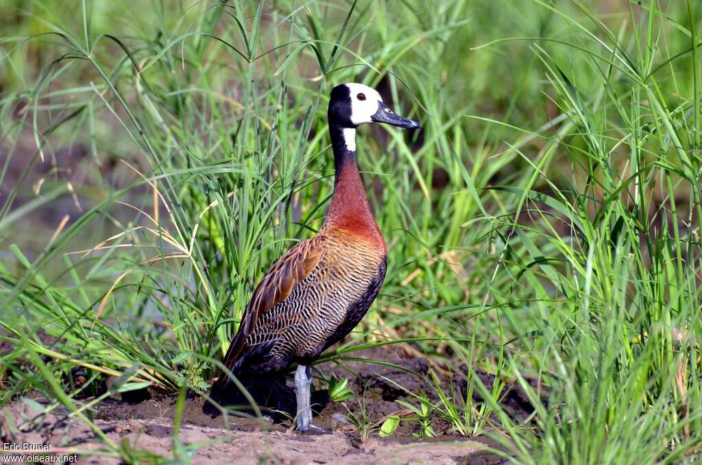 White-faced Whistling Duckadult, identification