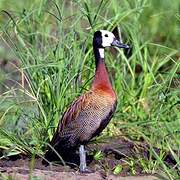 White-faced Whistling Duck