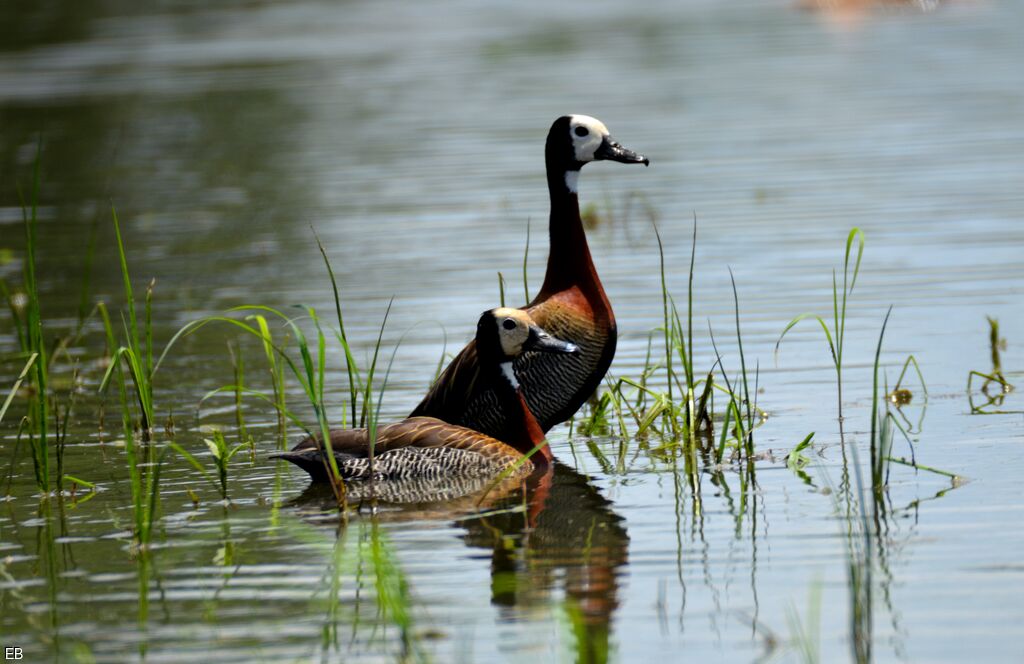 White-faced Whistling Duckadult