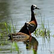 White-faced Whistling Duck