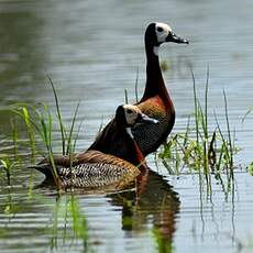 Dendrocygne veuf