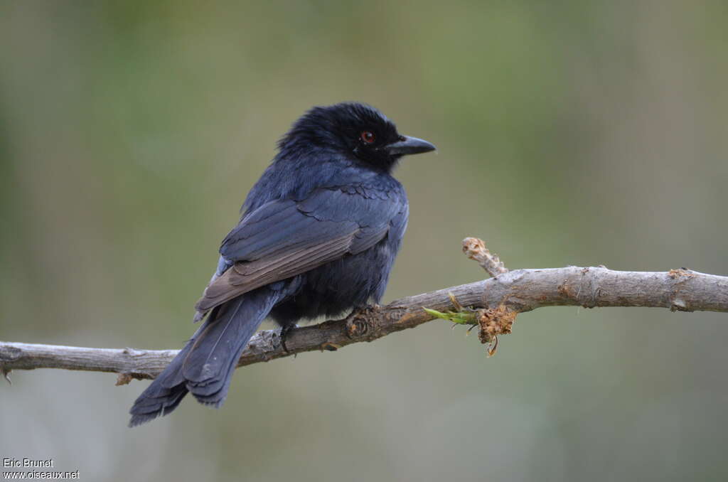 Fork-tailed Drongoadult