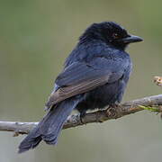 Fork-tailed Drongo