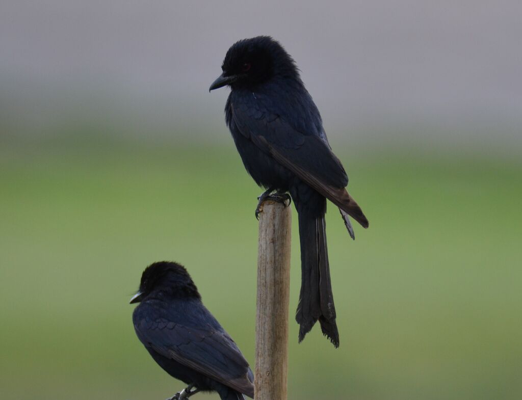 Drongo brillantadulte, identification