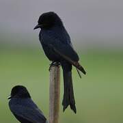 Fork-tailed Drongo