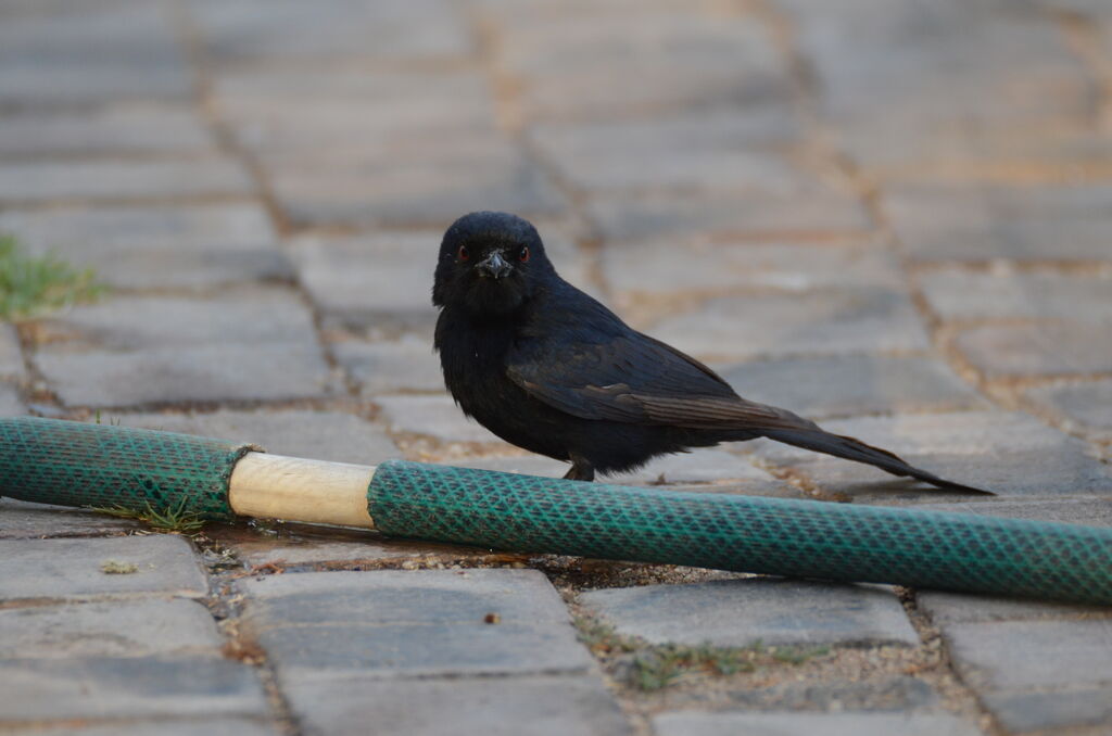 Fork-tailed Drongoadult, identification