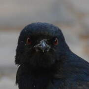 Fork-tailed Drongo