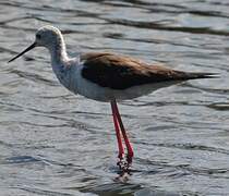 Black-winged Stilt