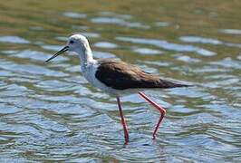 Black-winged Stilt