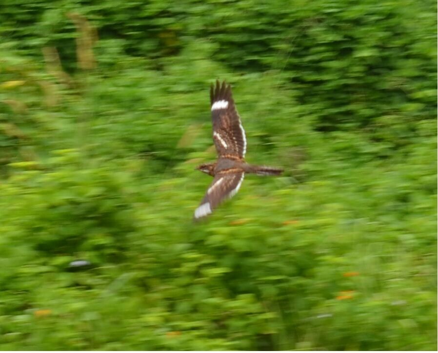 Square-tailed Nightjaradult, Flight