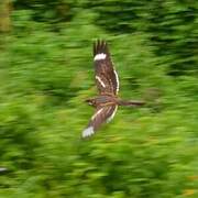 Square-tailed Nightjar