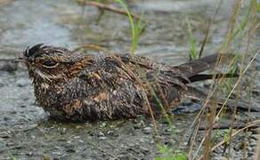 Square-tailed Nightjar