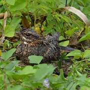 Square-tailed Nightjar