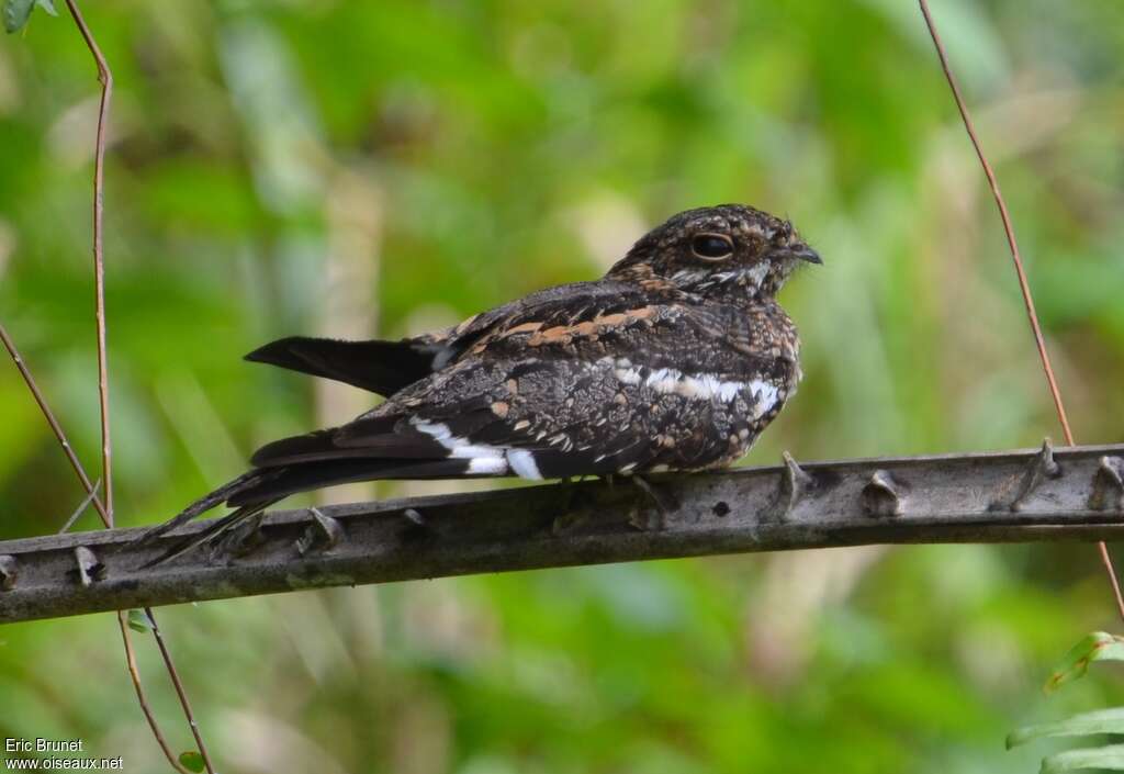 Square-tailed Nightjar male adult breeding, identification