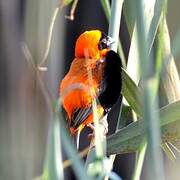 Southern Red Bishop