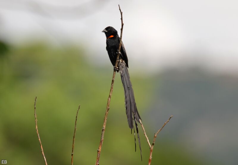 Red-collared Widowbird male adult breeding, identification