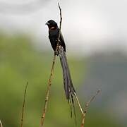 Red-collared Widowbird