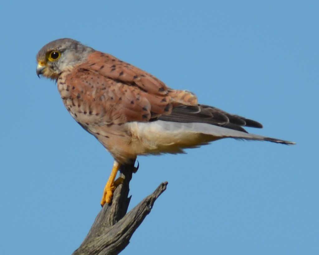 Faucon crécerelleadulte, identification