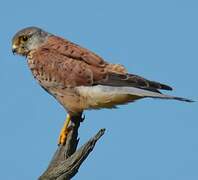 Common Kestrel