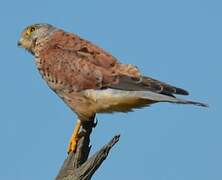 Common Kestrel