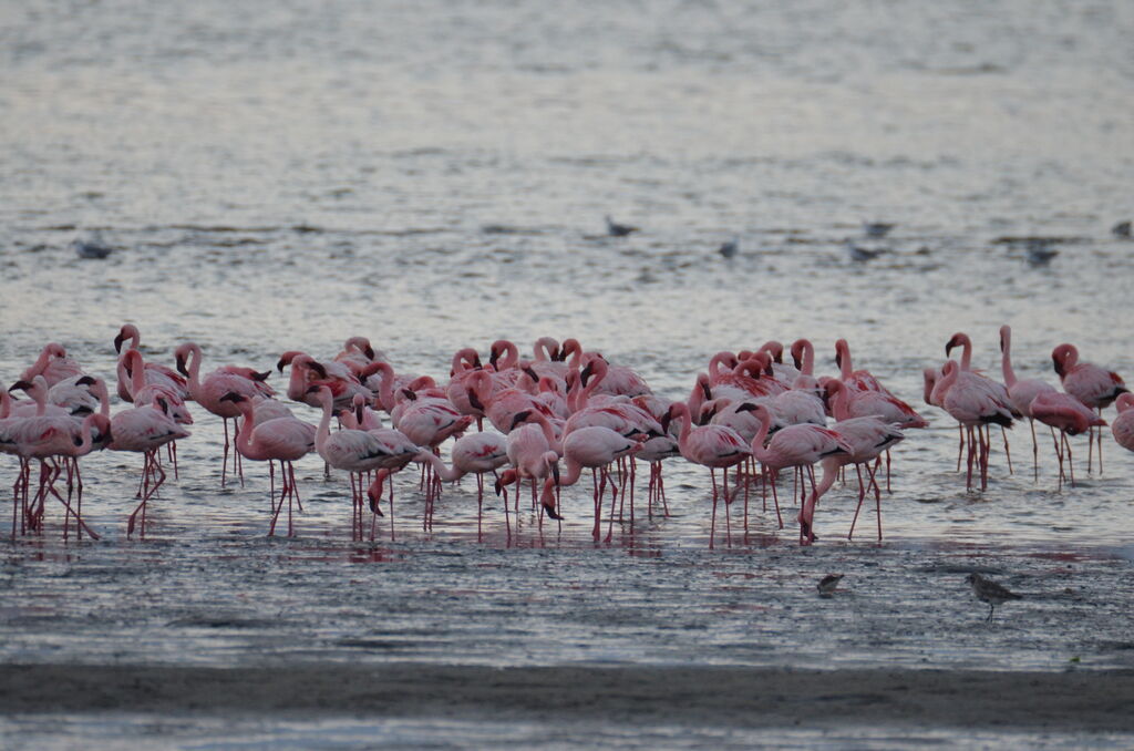 Lesser Flamingoadult, identification