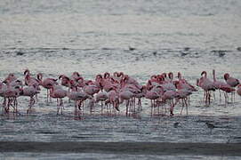 Lesser Flamingo